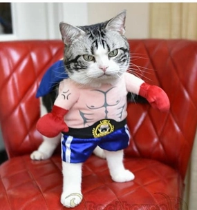 Boxer Costume for Cats and Small Dogs