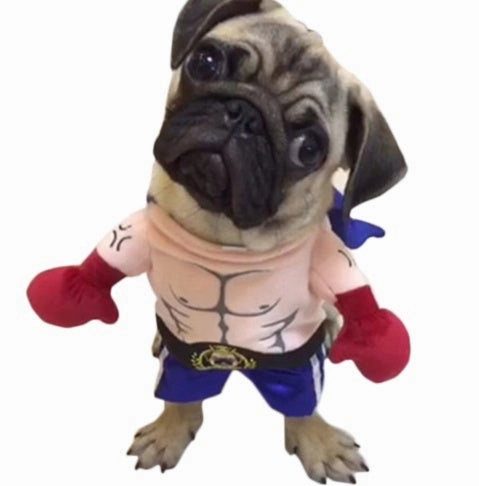 Boxer Costume for Cats and Small Dogs