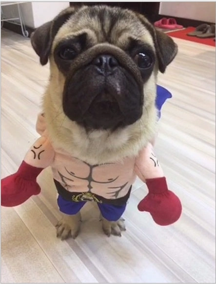Boxer Costume for Cats and Small Dogs