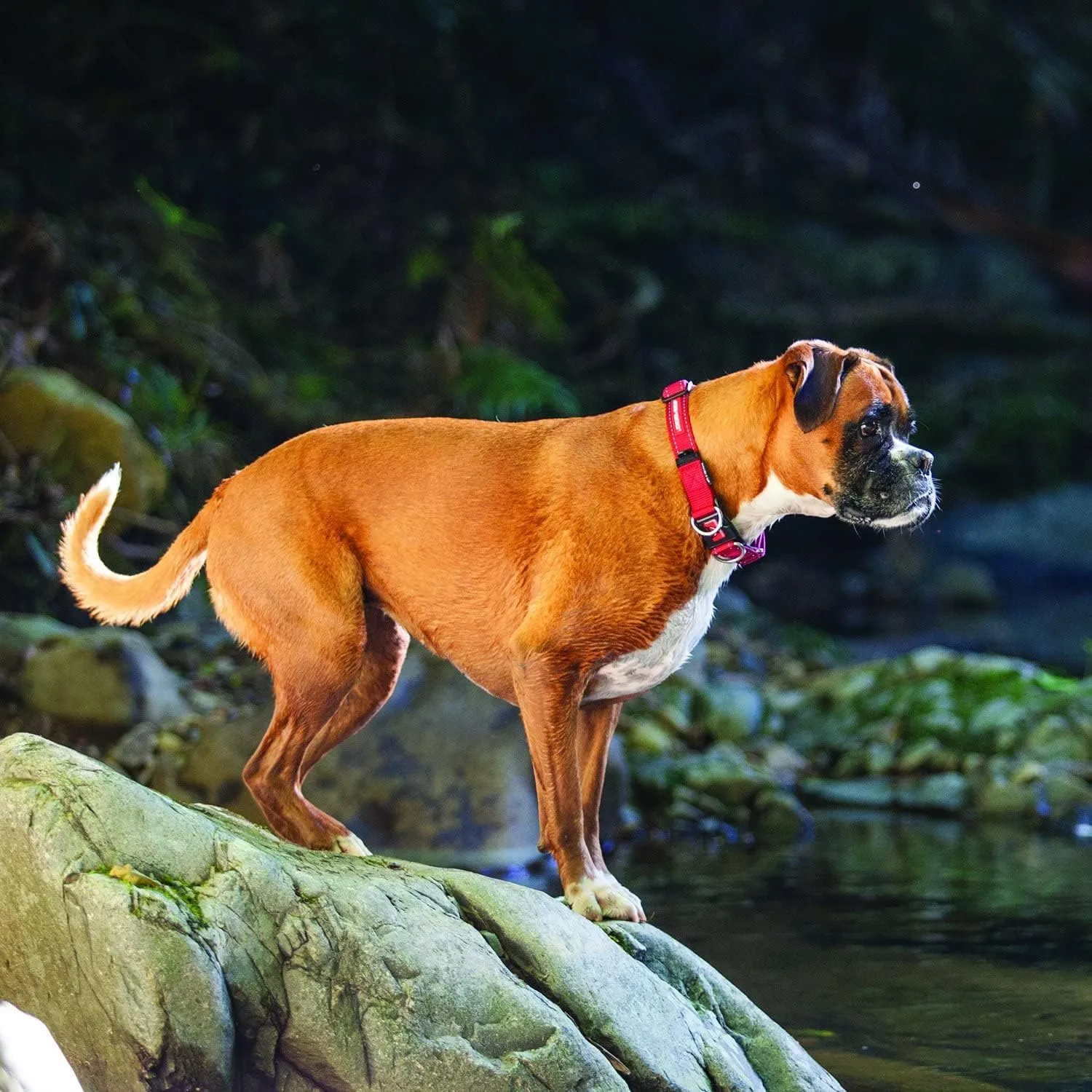EzyDog Double Up Dog Collar – Double D-Rings for Superior Strength, Safety, and Comfort – Nylon Dog Collar with Reflective Trim and ID Attachment Point (Small, Red)