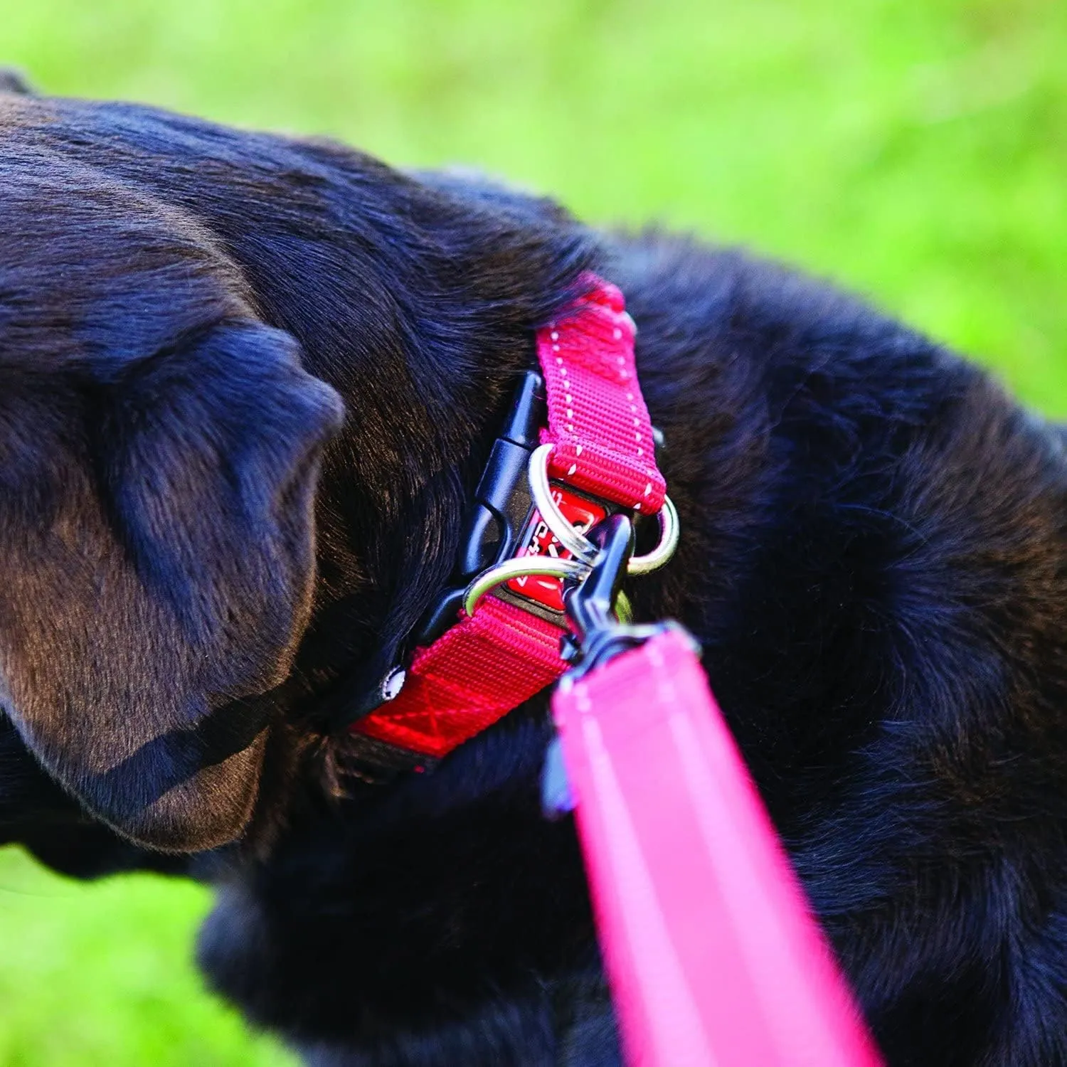 EzyDog Double Up Dog Collar – Double D-Rings for Superior Strength, Safety, and Comfort – Nylon Dog Collar with Reflective Trim and ID Attachment Point (Small, Red)