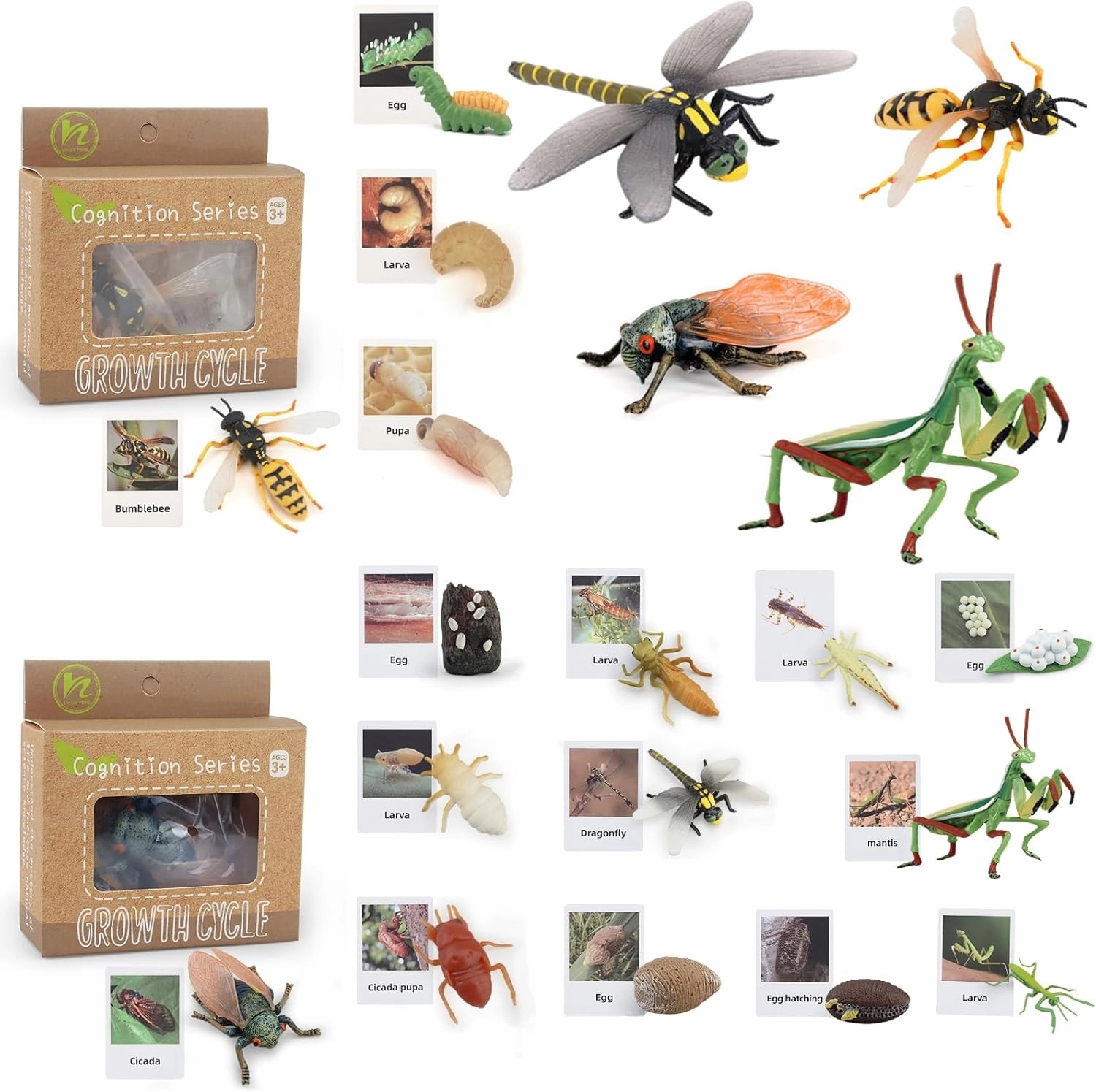 Life Cycle Animal Figurines Learning & Education Toys, Plastic Insect Life Cycle Toys for Kids, Preschool Learning Activities for Toddlers (Dragonfly Mantis Cicada Bumblebee)