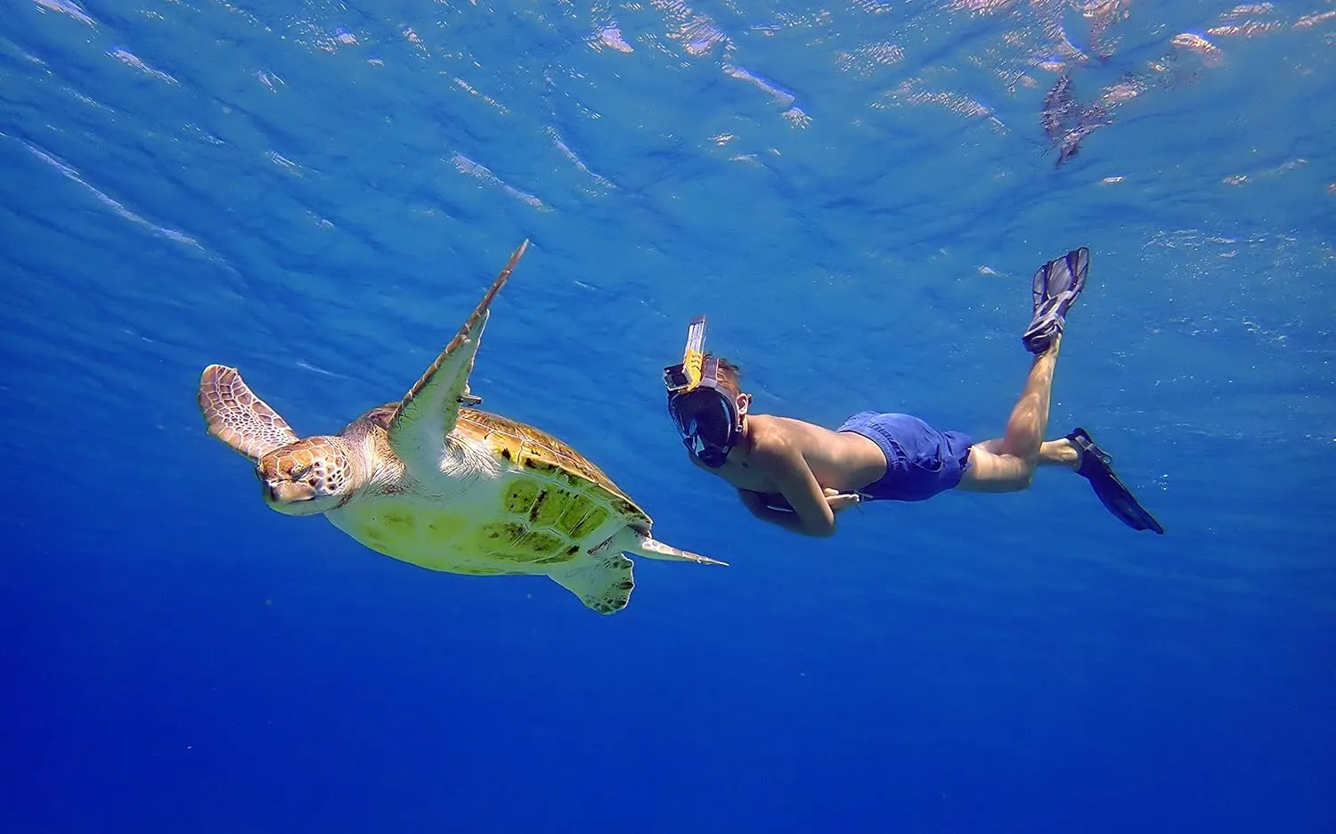 OCEAN REEF - Aria QR   Quick Release Snorkeling Mask - Full Face Snorkeling Mask - 180 Degree Underwater Vision - 8 Colours and 4 Sizes