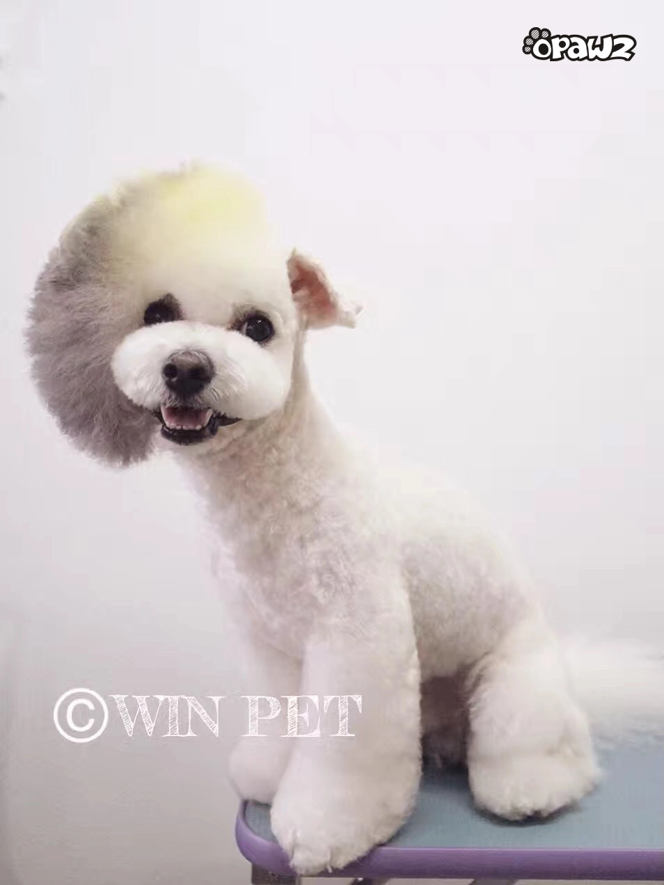 Pet Hair Chalk - Grey (TC11)