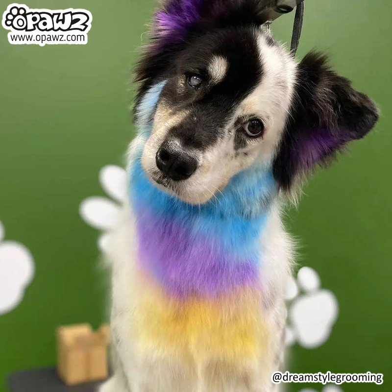 Pet Hair Chalk - Yellow (TC08)