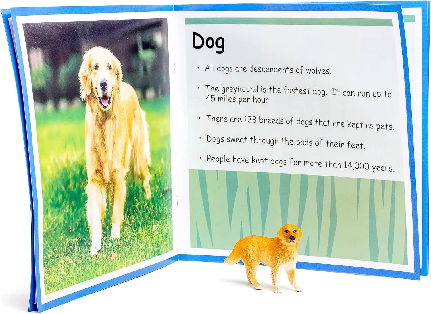 Play Builder: Pets Plastic Animal Figures/Pet Animal Figurines Toys and Fun Facts Book from The Makers of Language Builder, Multi