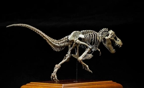 VWUVWU 1:20 Scale Tyrannosaurus Skeleton Figure Tyrannosauridae Resin Animal Model T-Rex Dinosaur Collector GK Decor Gift for Adult
