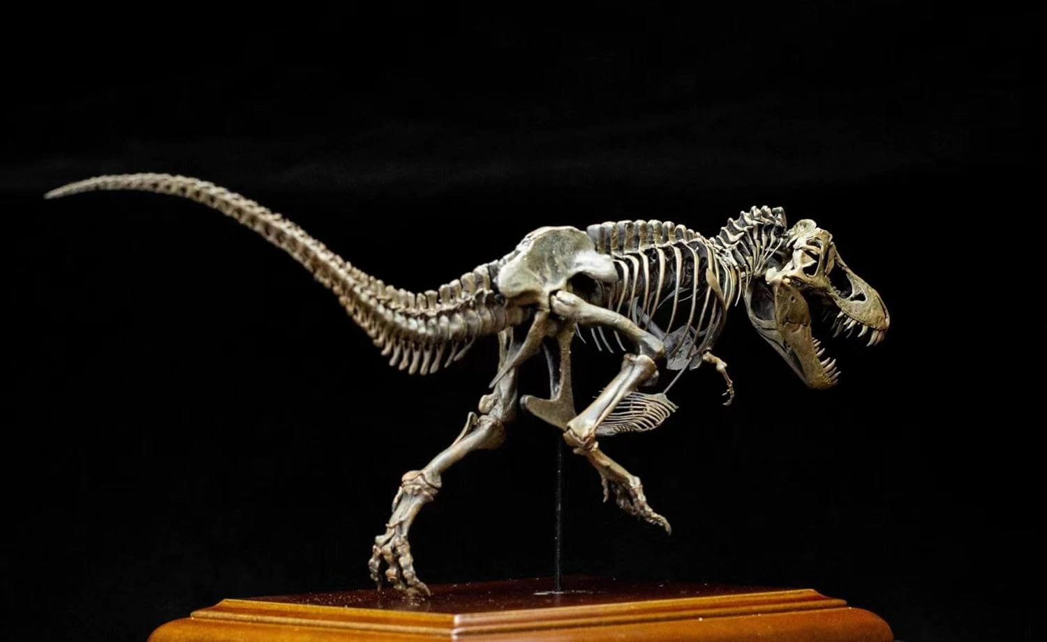 VWUVWU 1:20 Scale Tyrannosaurus Skeleton Figure Tyrannosauridae Resin Animal Model T-Rex Dinosaur Collector GK Decor Gift for Adult